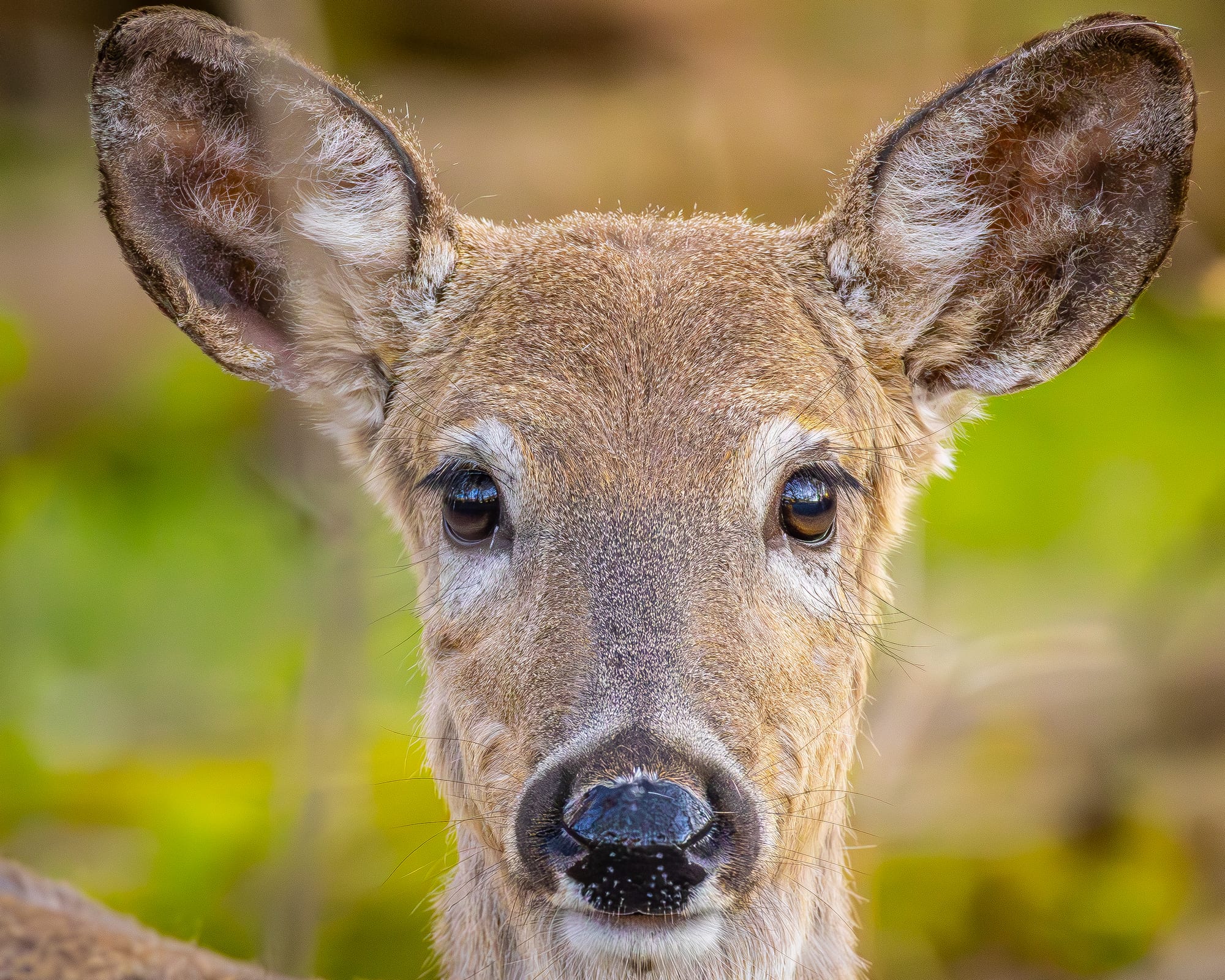 Deer close-up portrait
