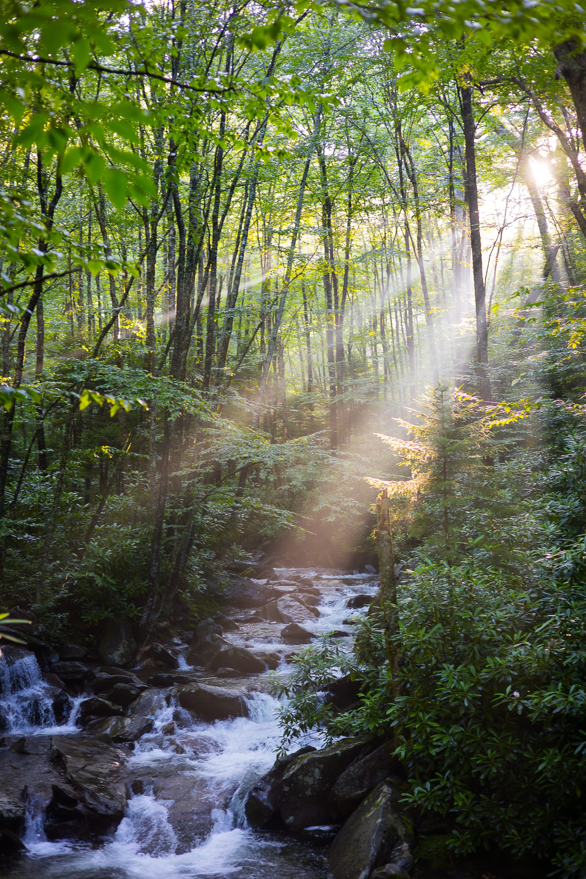 Sunbeams through forest over stream