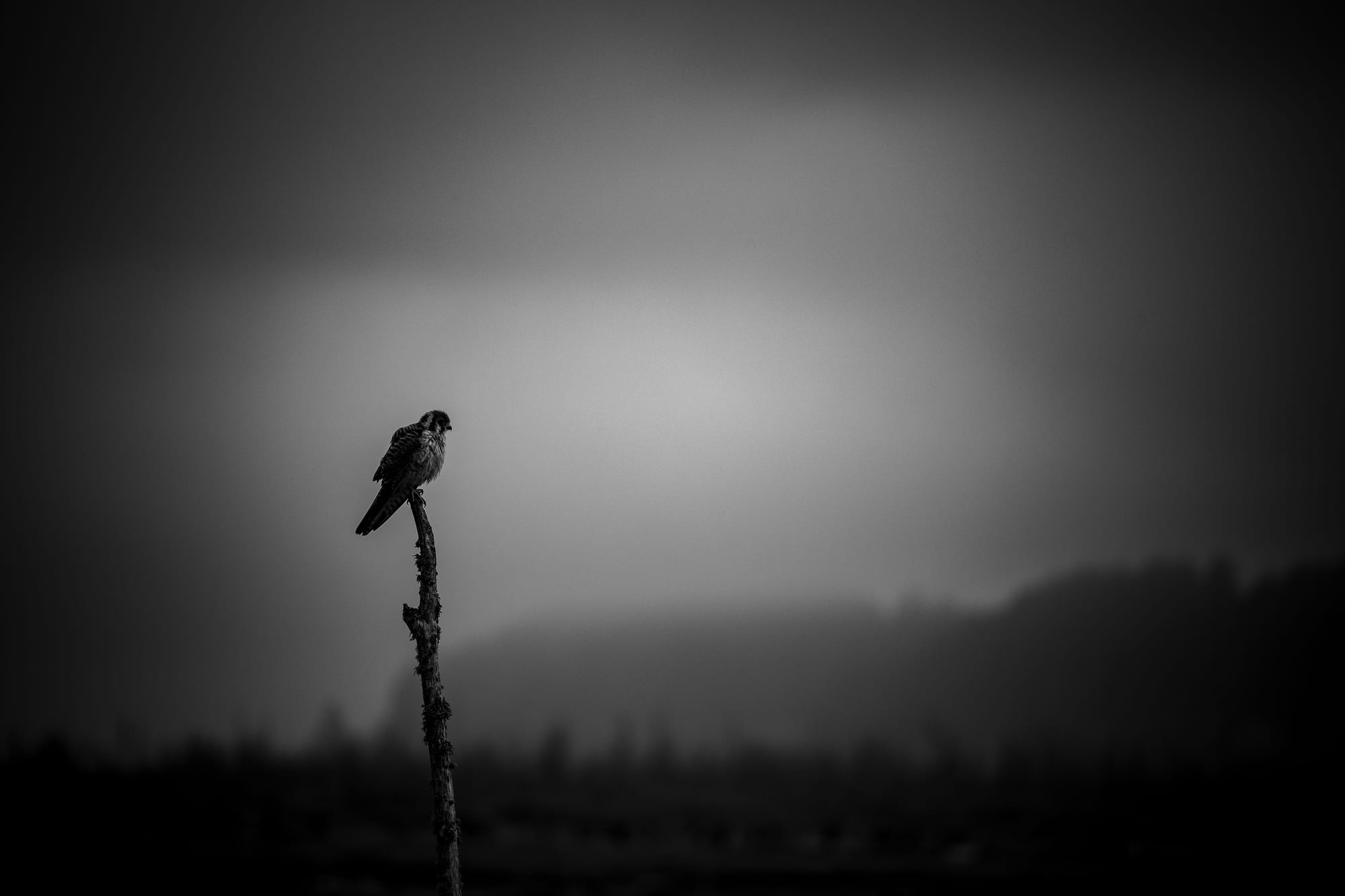 Bird silhouette on a branch at dusk