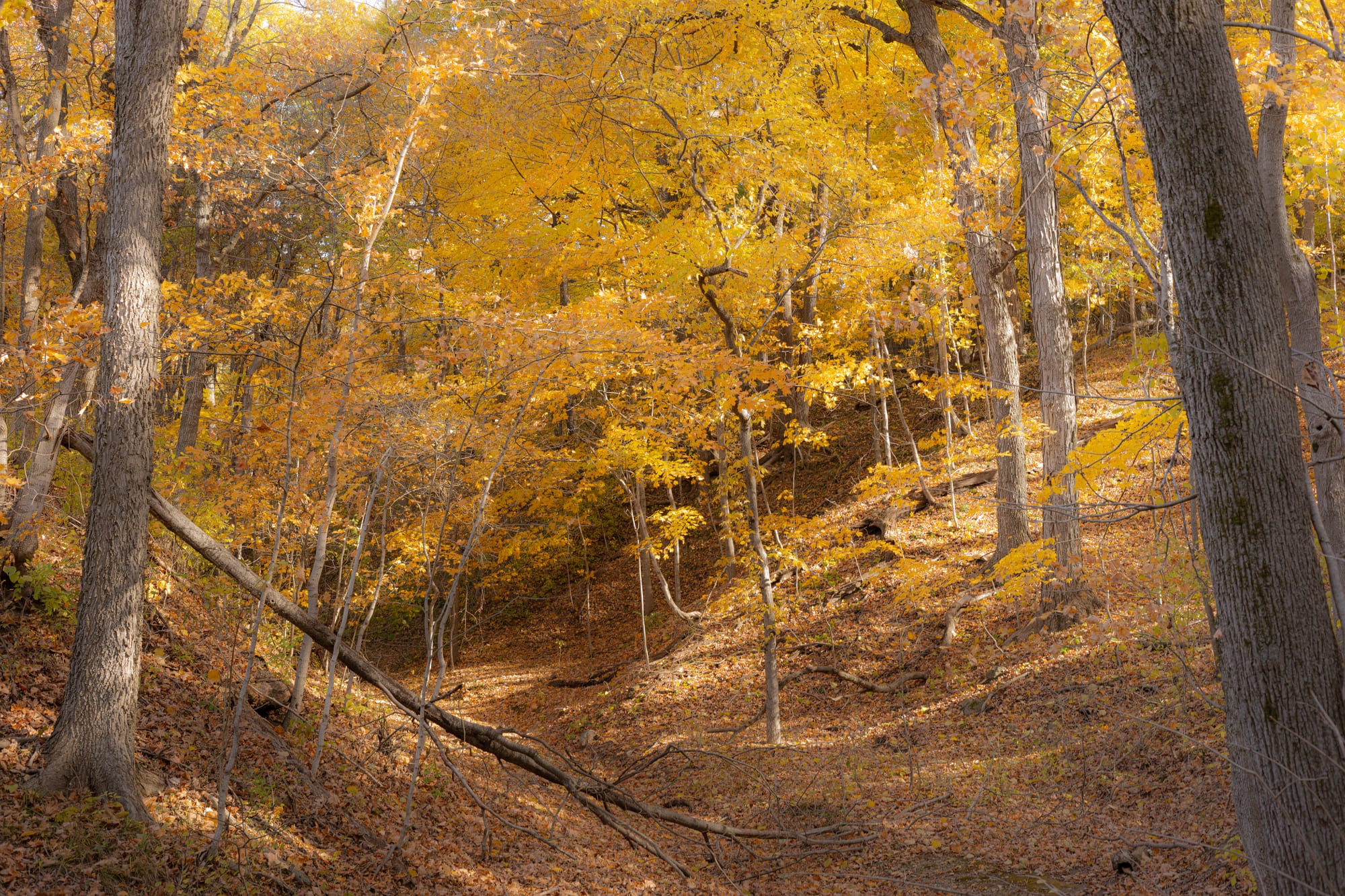 Fall foliage on a hillside