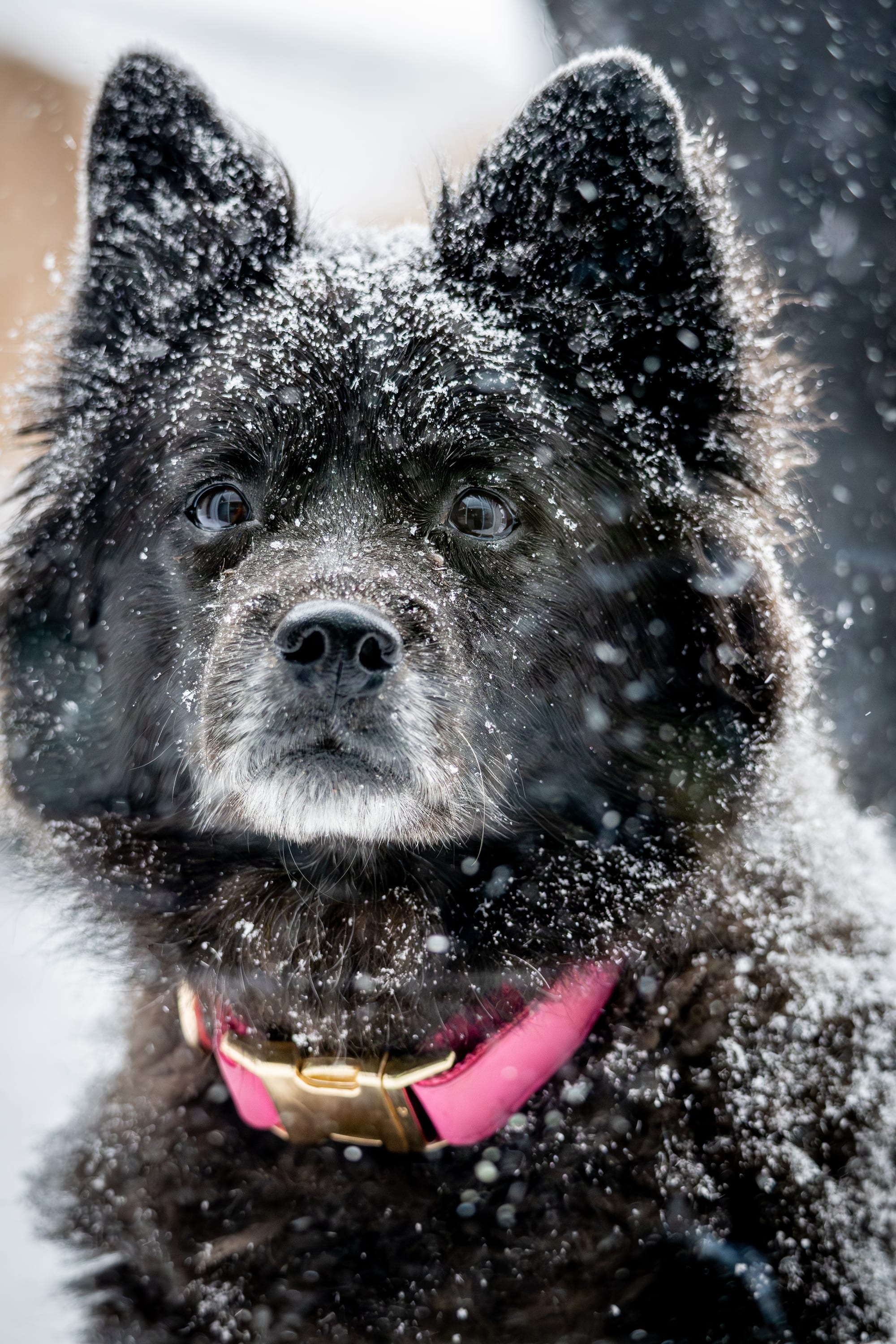 Fluffy dog covered in snow