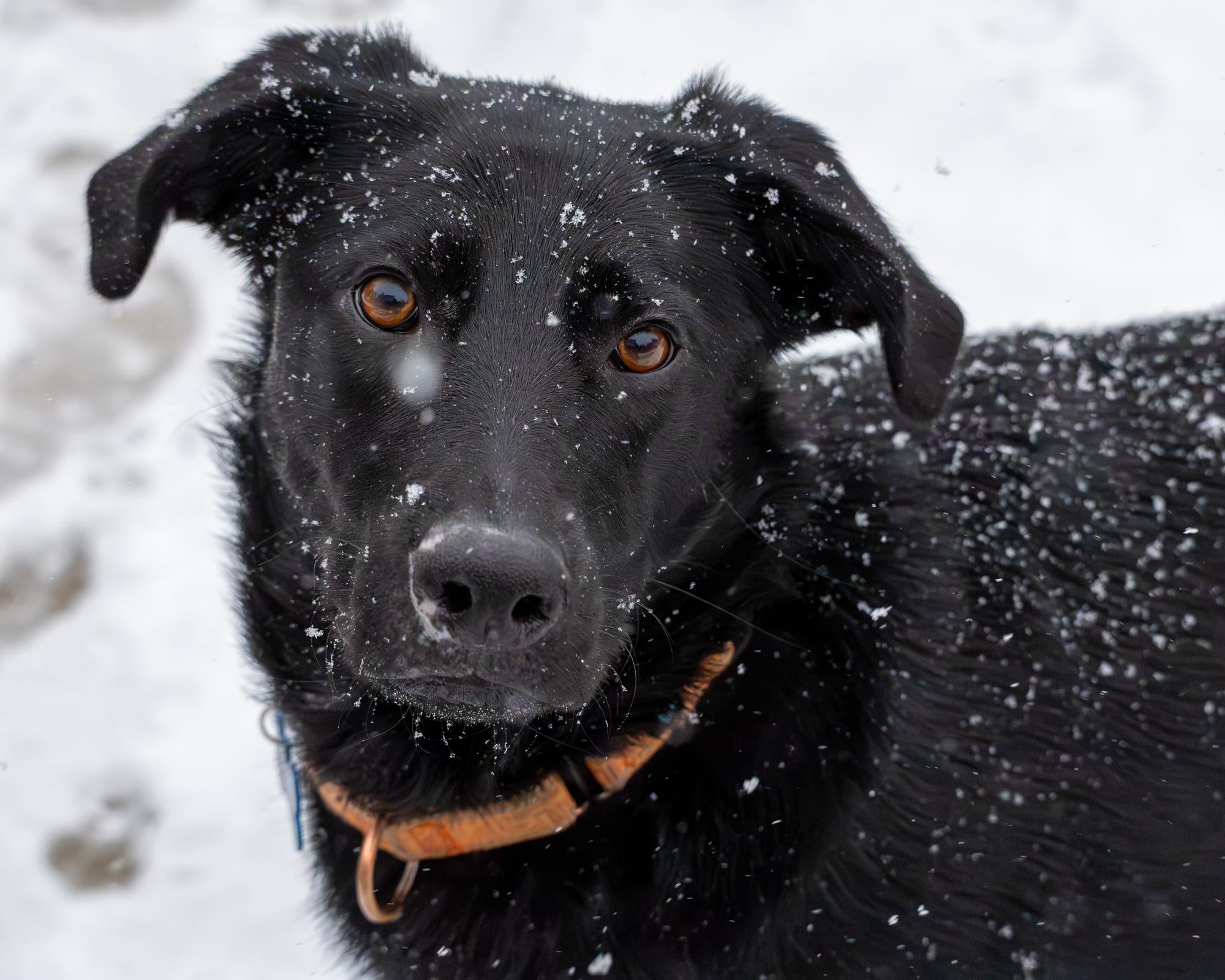Black dog in falling snow