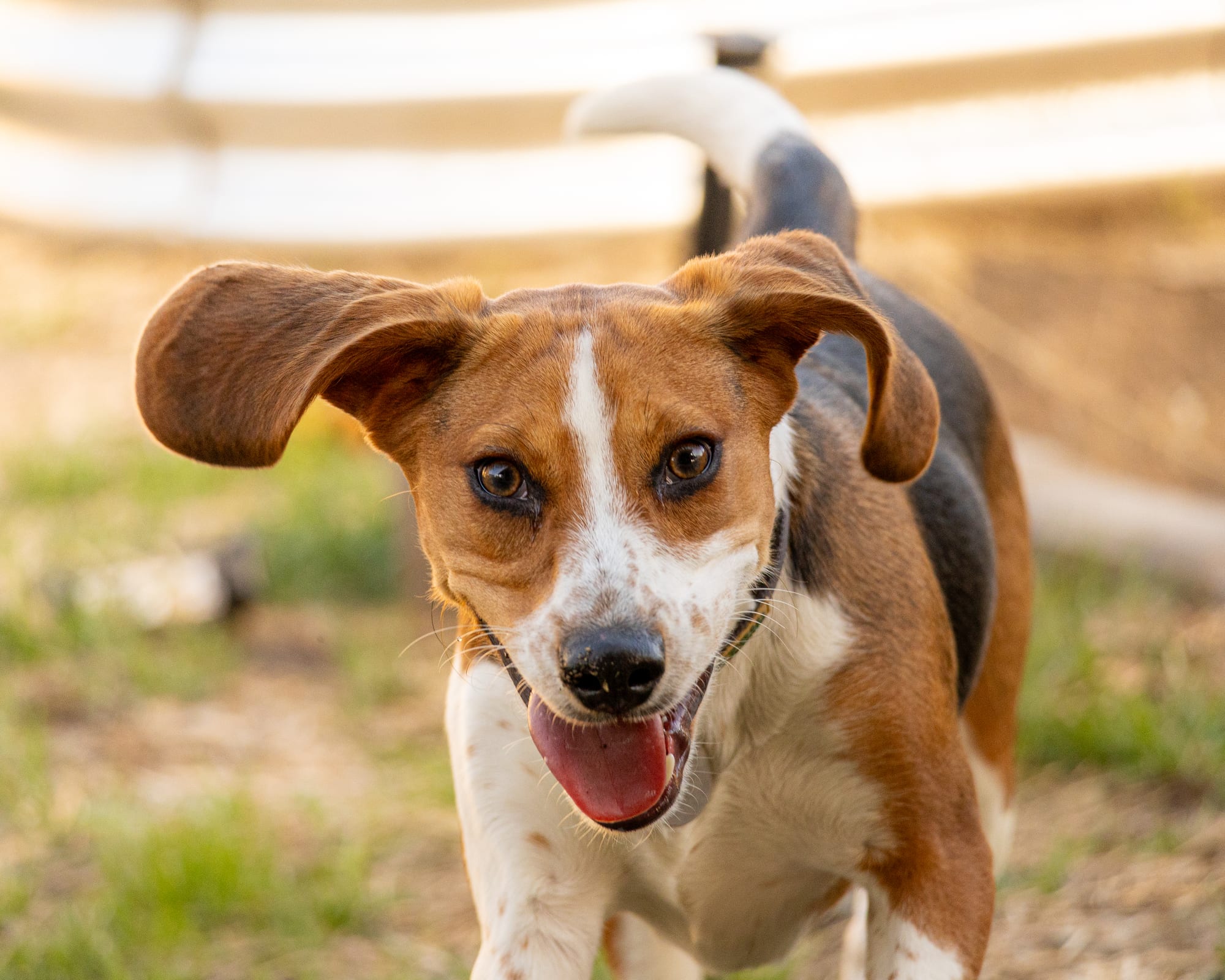 Beagle running toward camera
