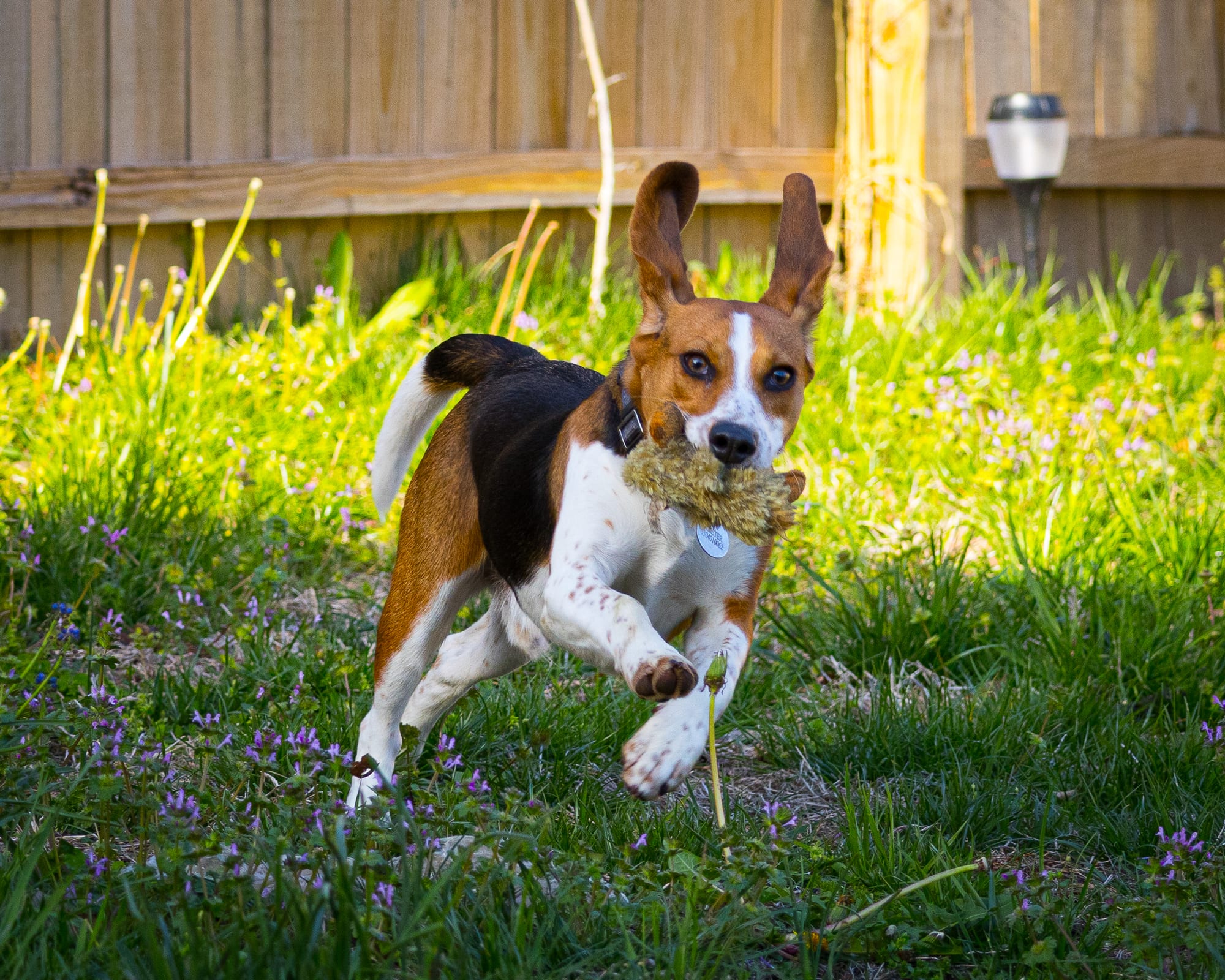 Beagle playing in the yard