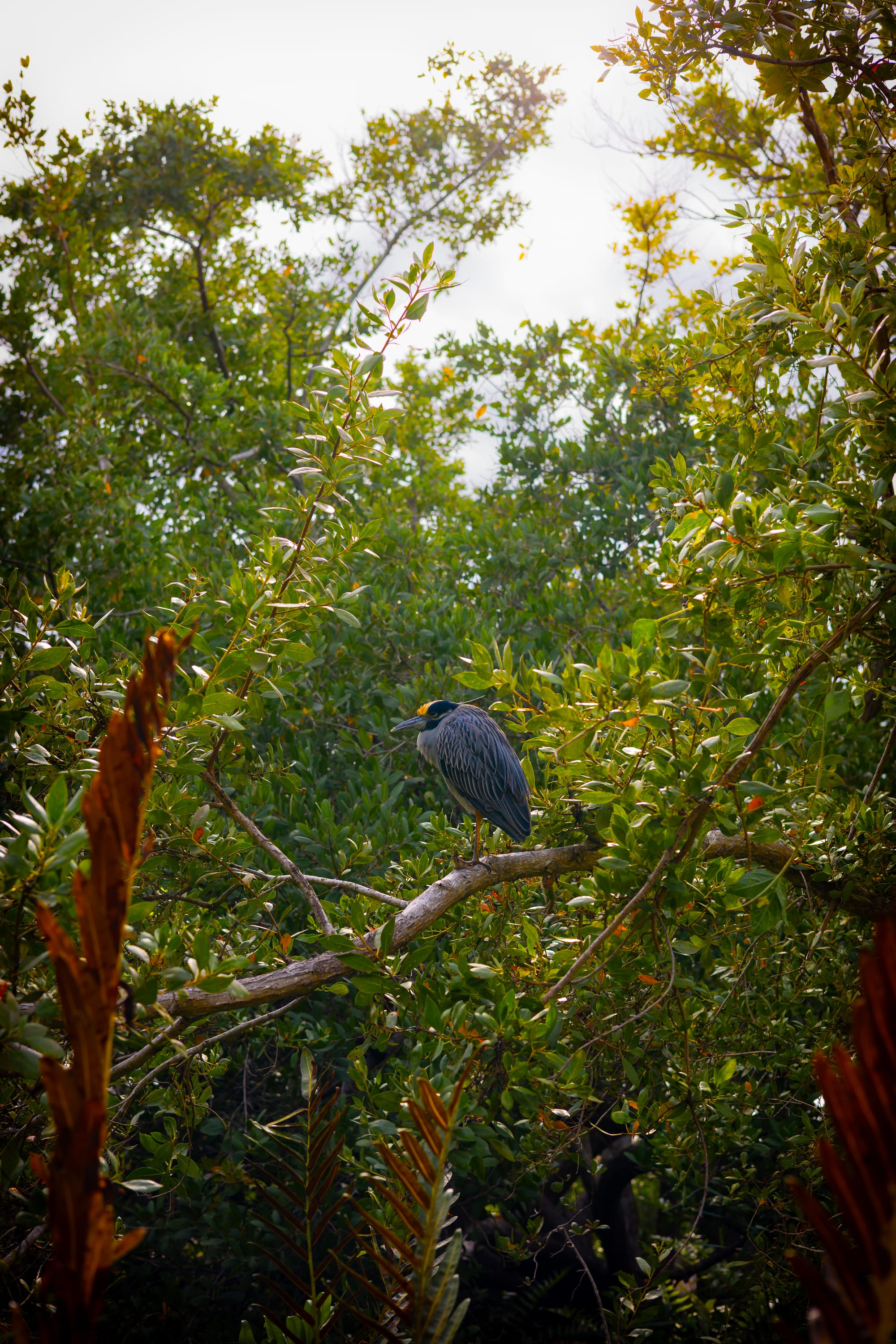 Heron perched in mangroves