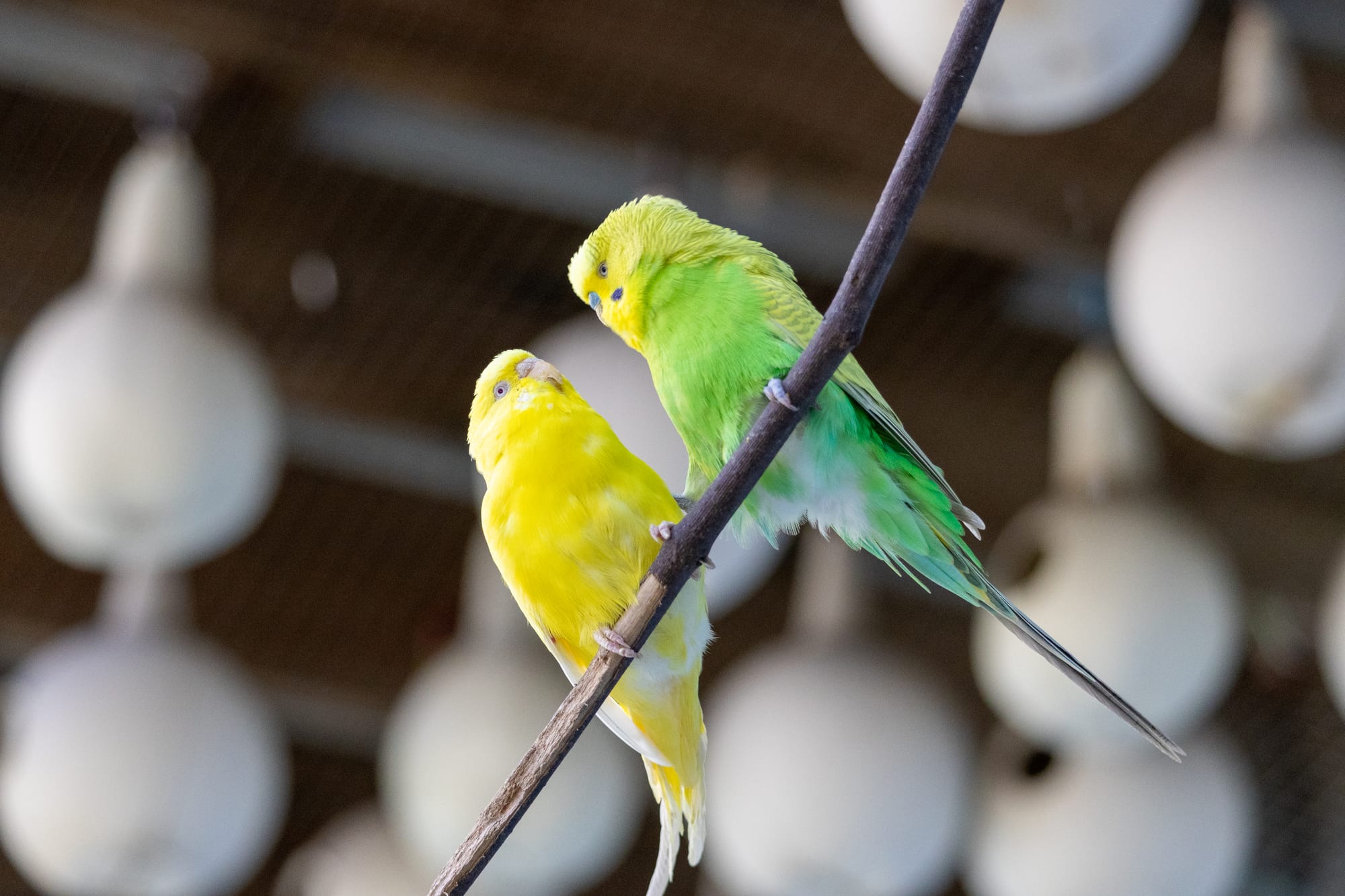 Parakeets on a wire