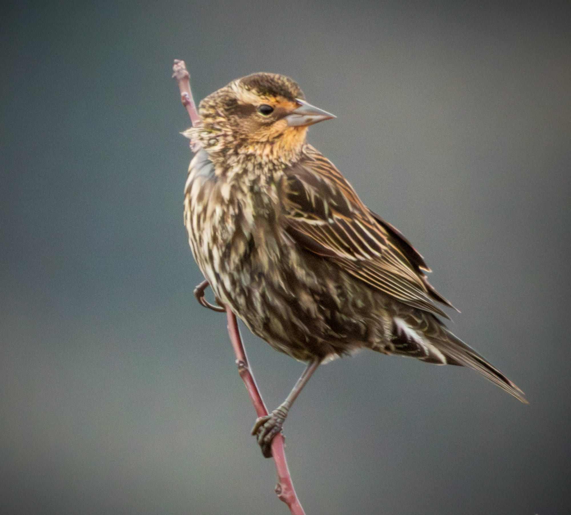 Sparrow perched on a branch