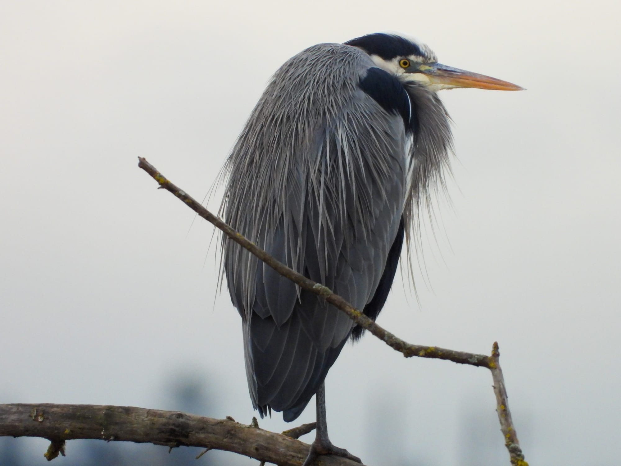 Great blue heron on a branch