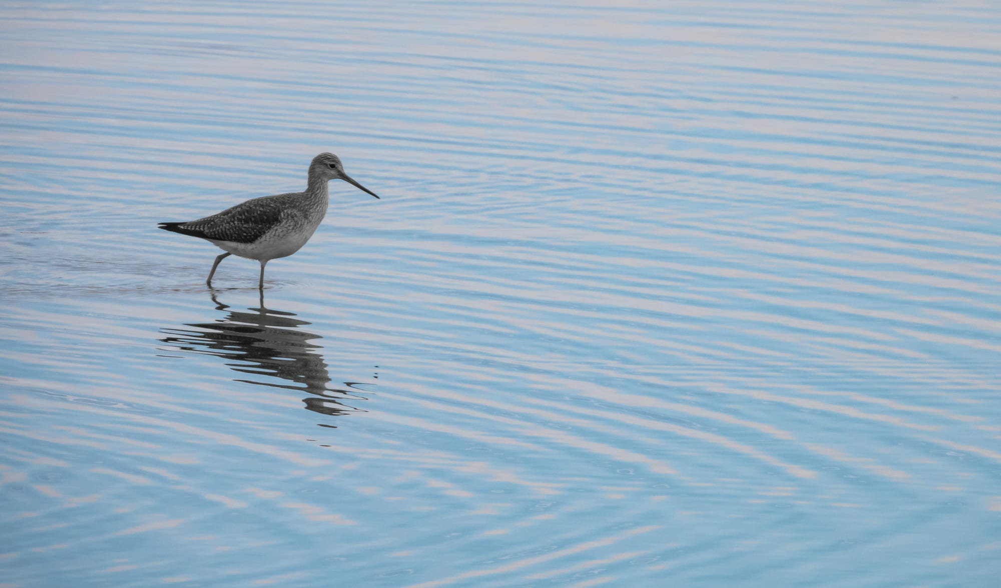 Sandpiper wading in calm water