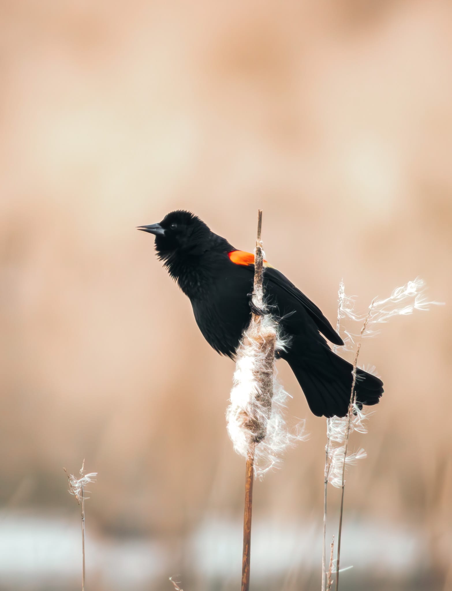 Red-winged blackbird on cattail