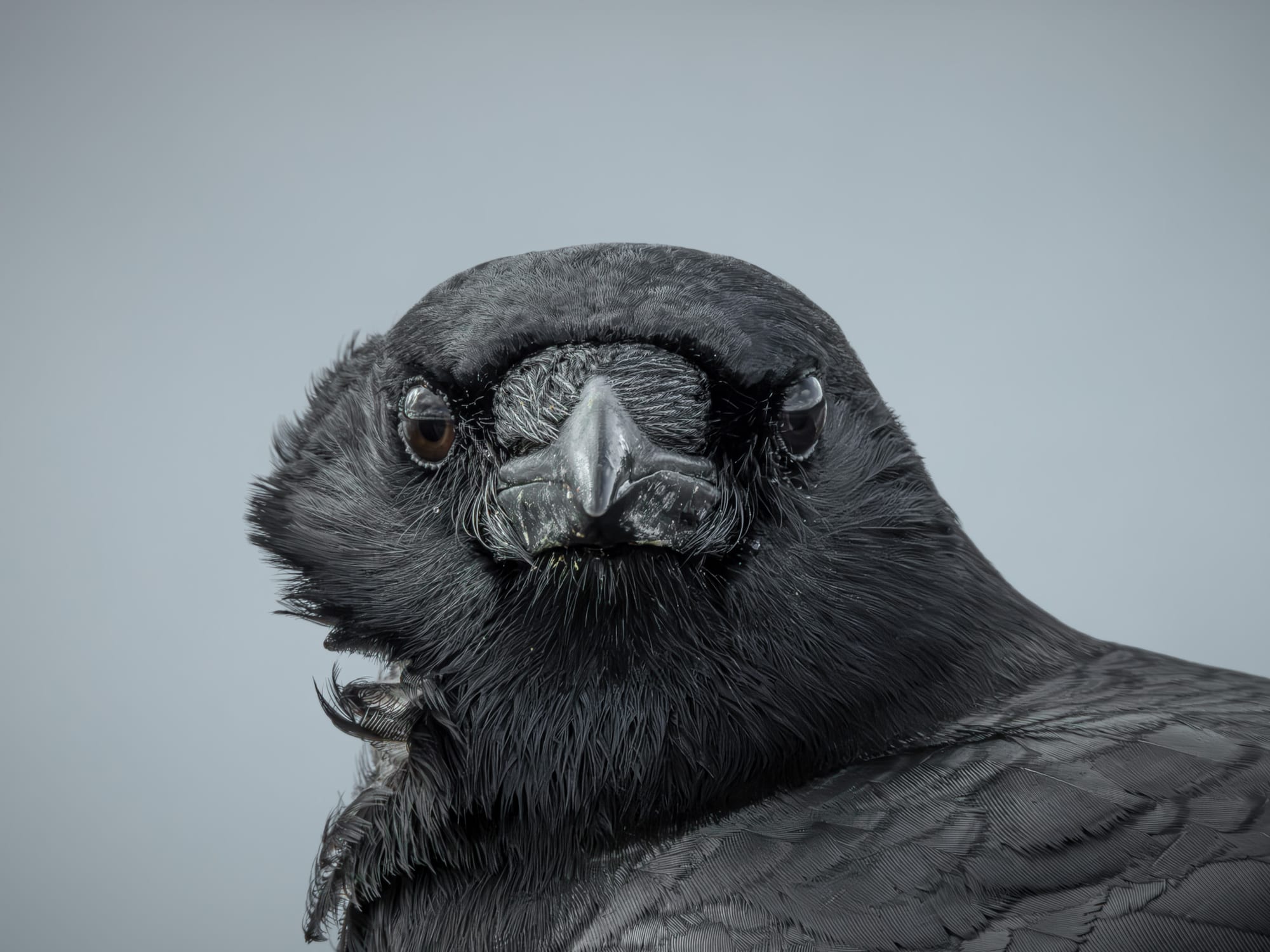 Crow portrait from the front