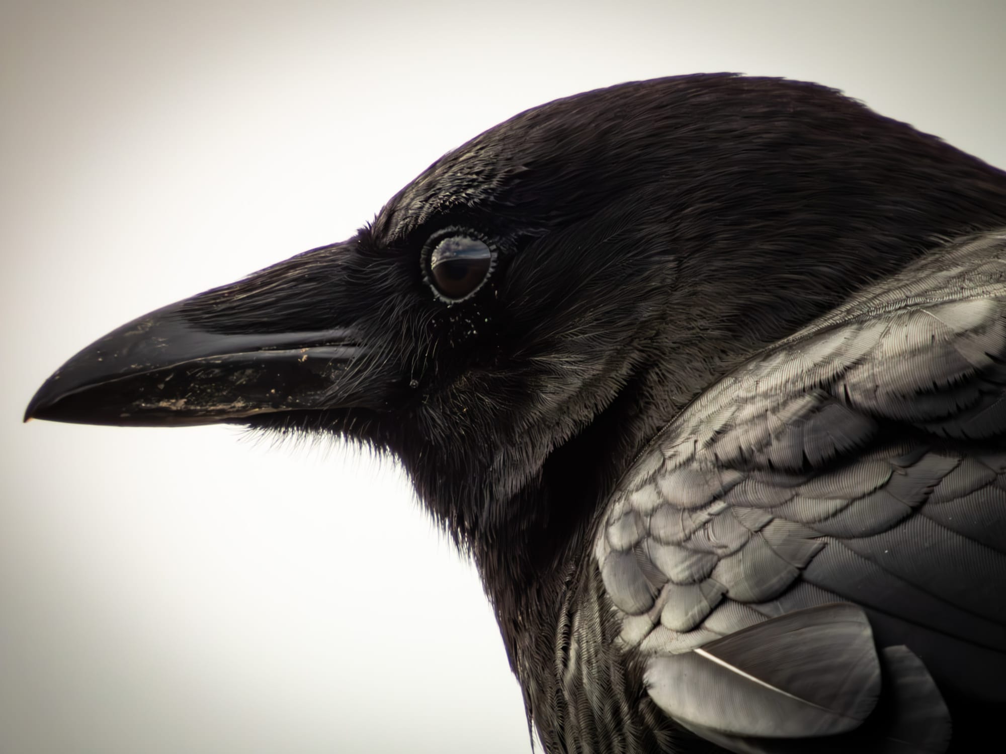 Crow profile portrait