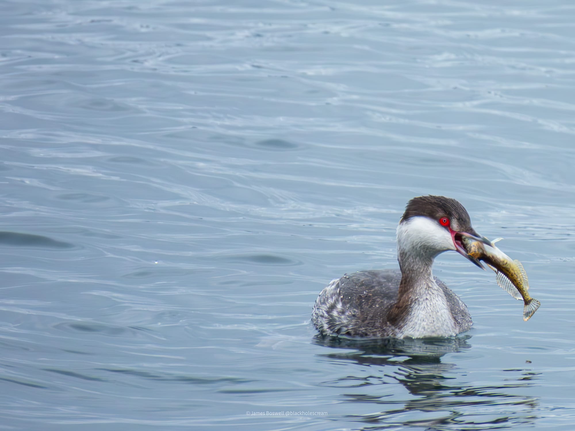 Grebe catching a fish