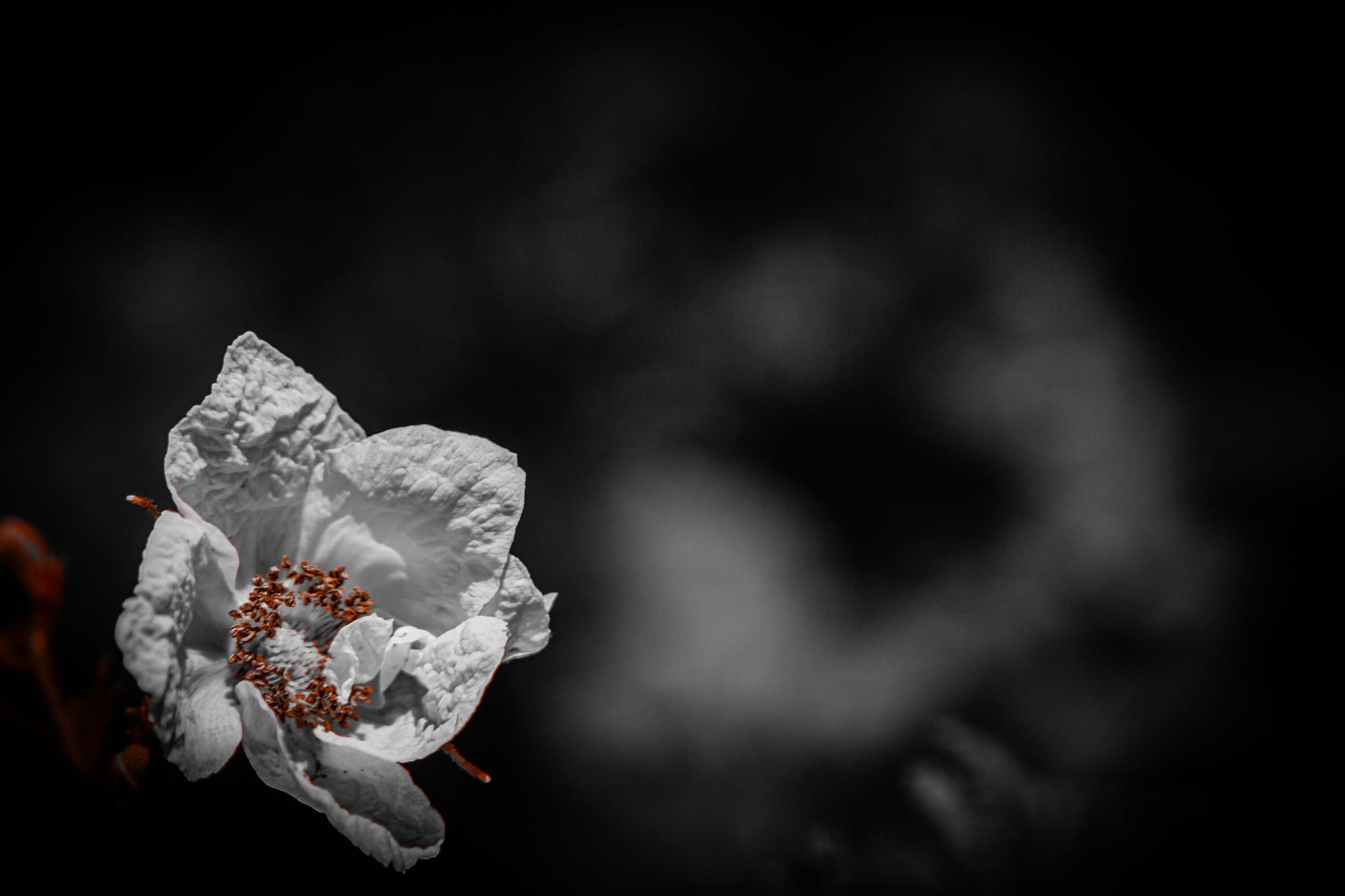 White flower in selective color