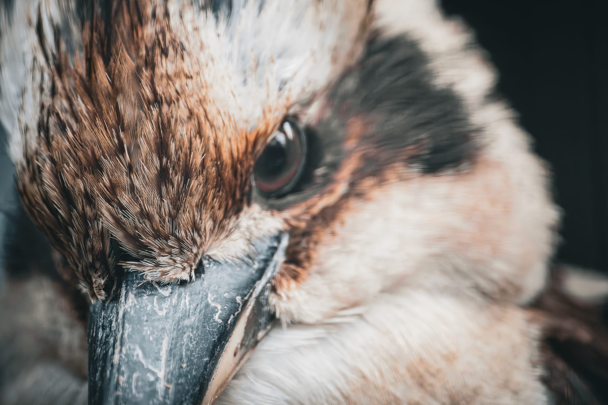 Kookaburra extreme close-up