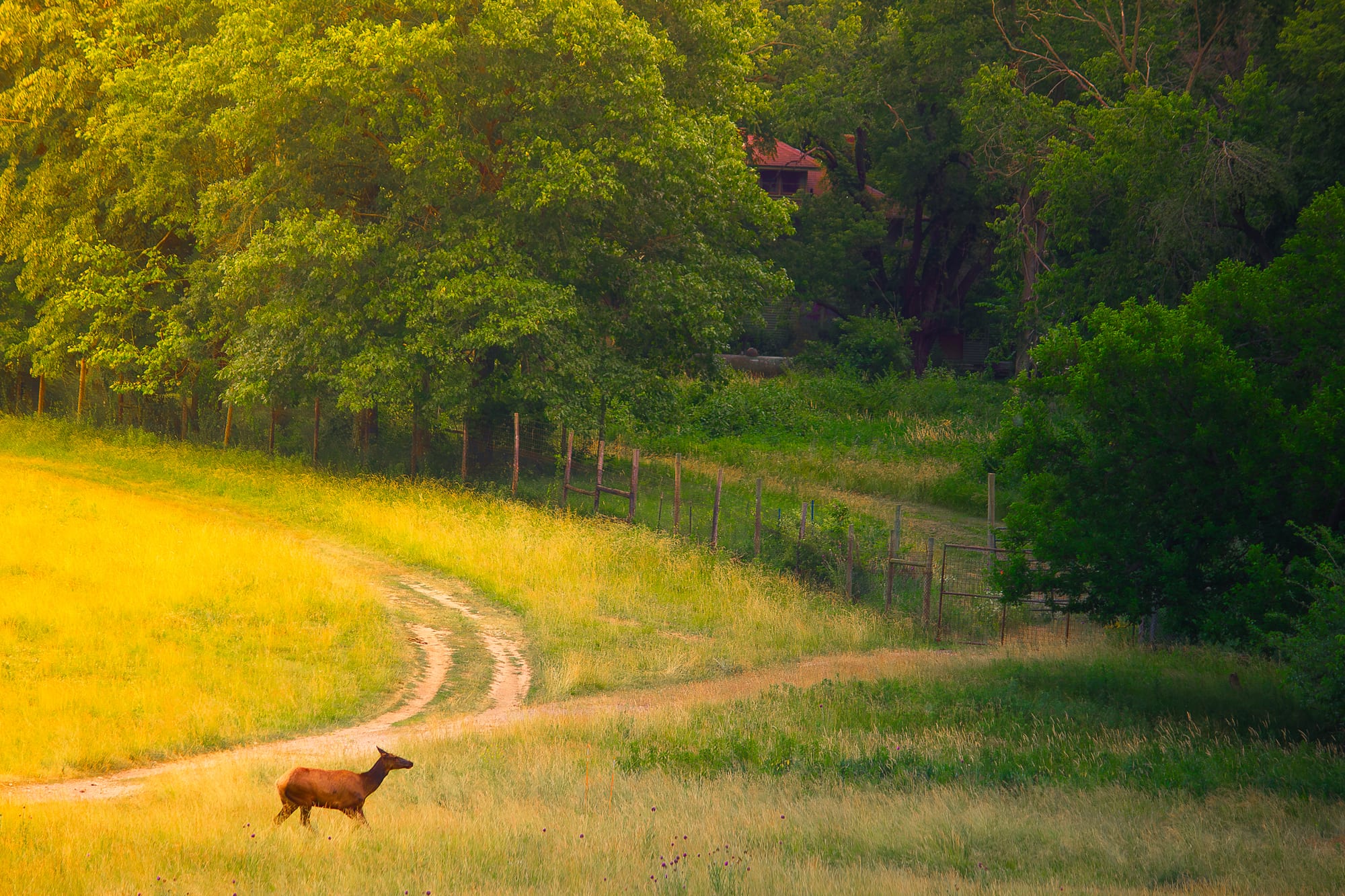 Deer crossing a golden field