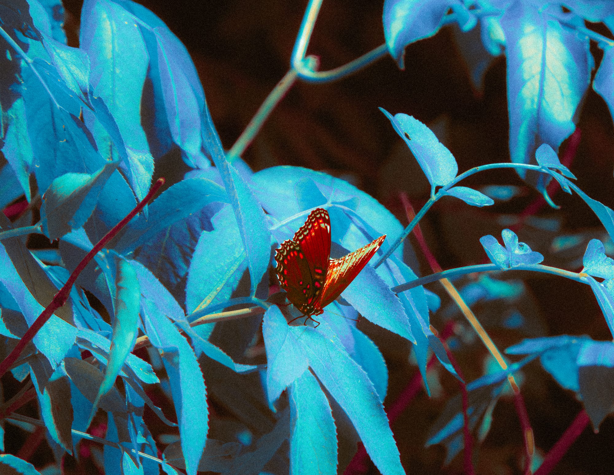 Infrared butterfly on blue leaves
