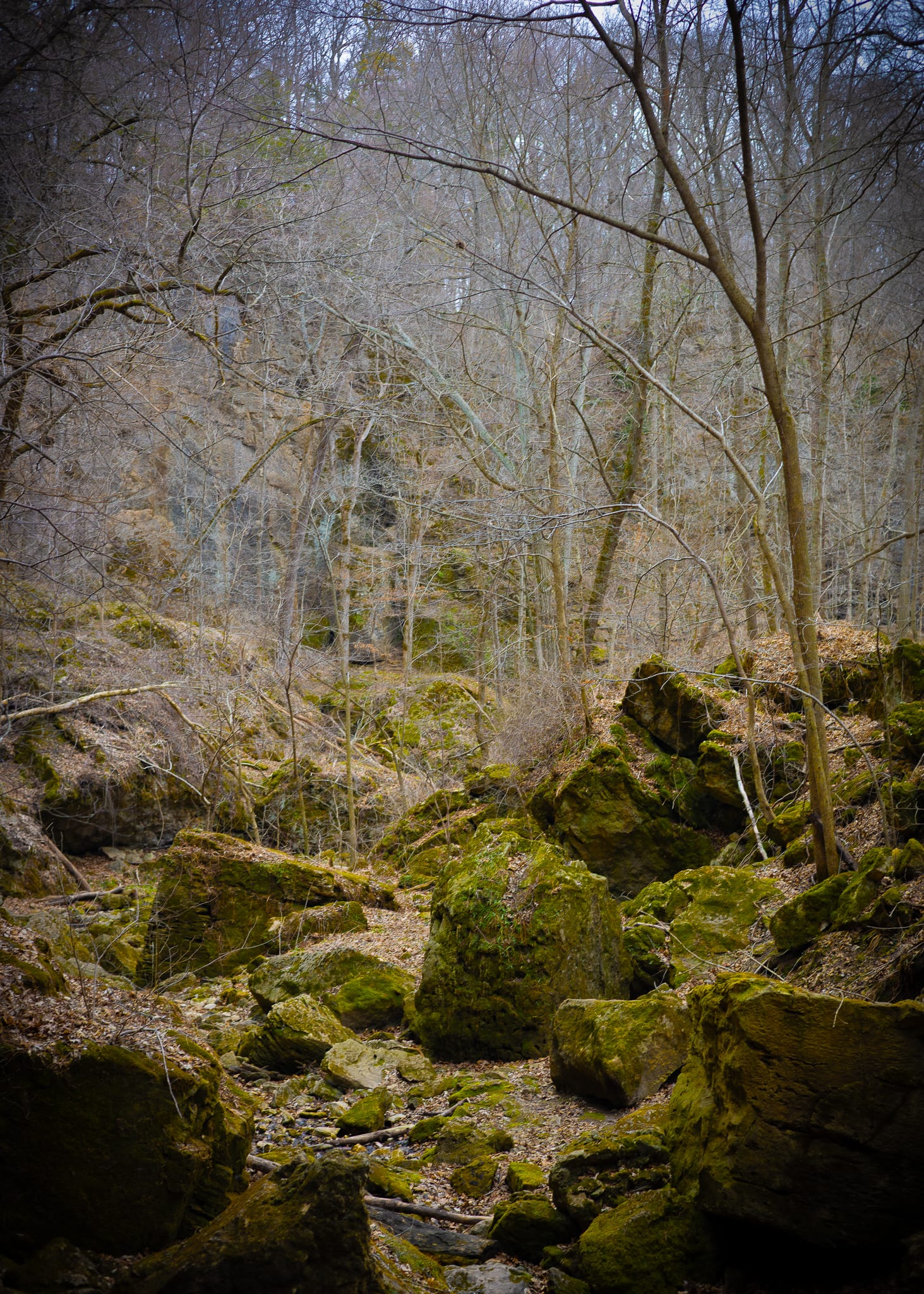 Mossy boulders in misty forest
