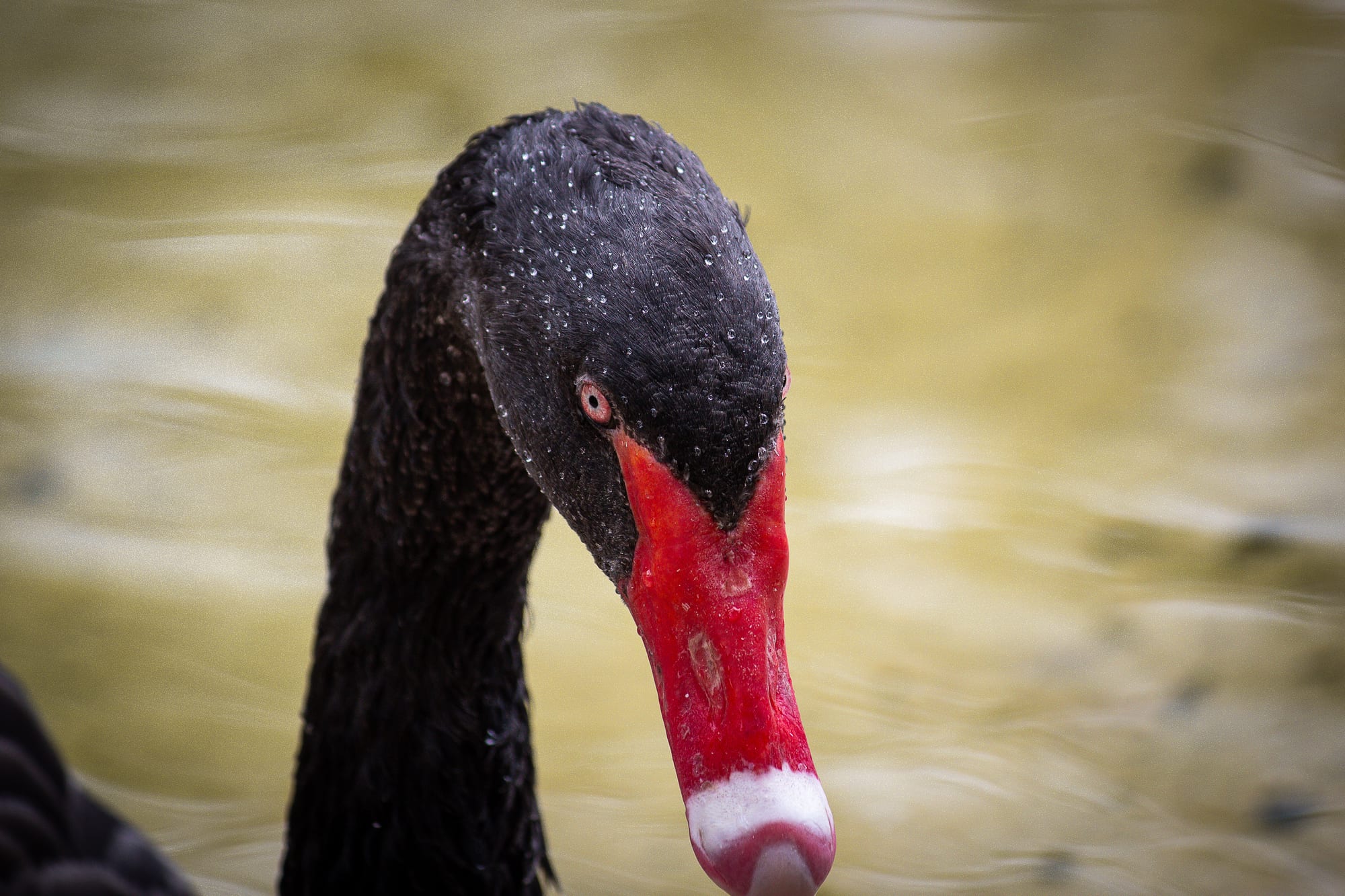 Black swan close-up portrait