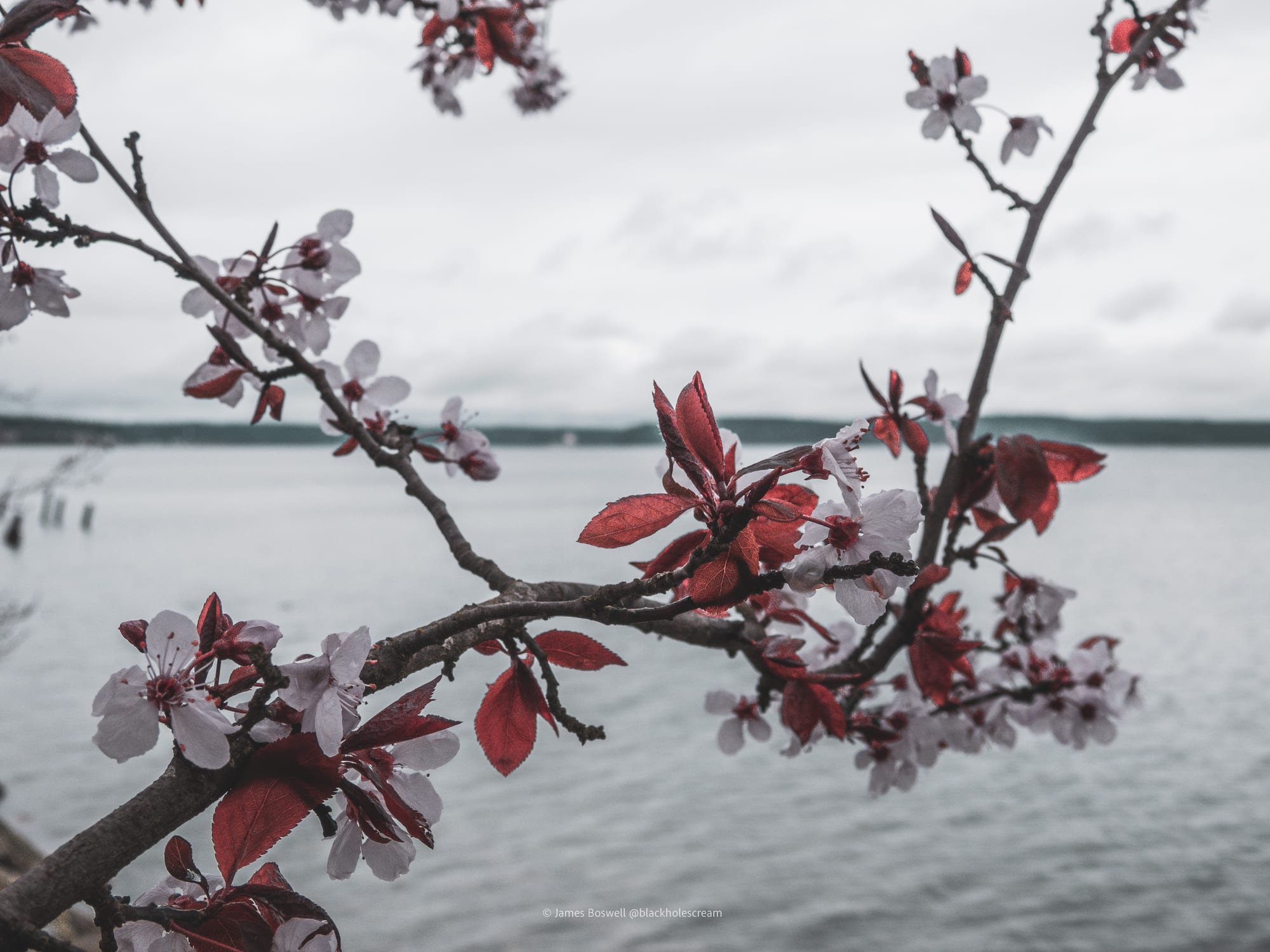 Cherry blossoms with red leaves over water