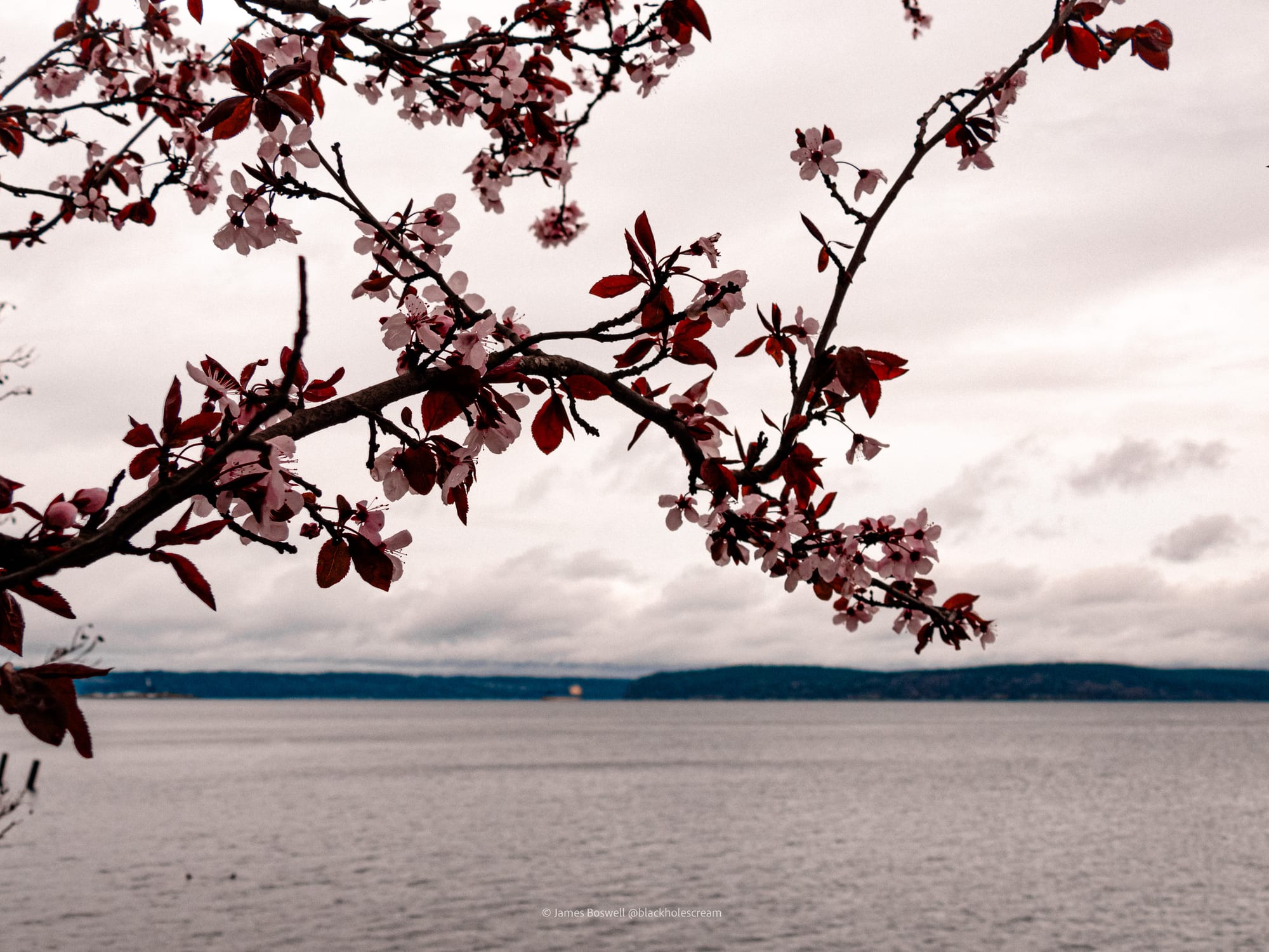 Cherry blossoms over calm water