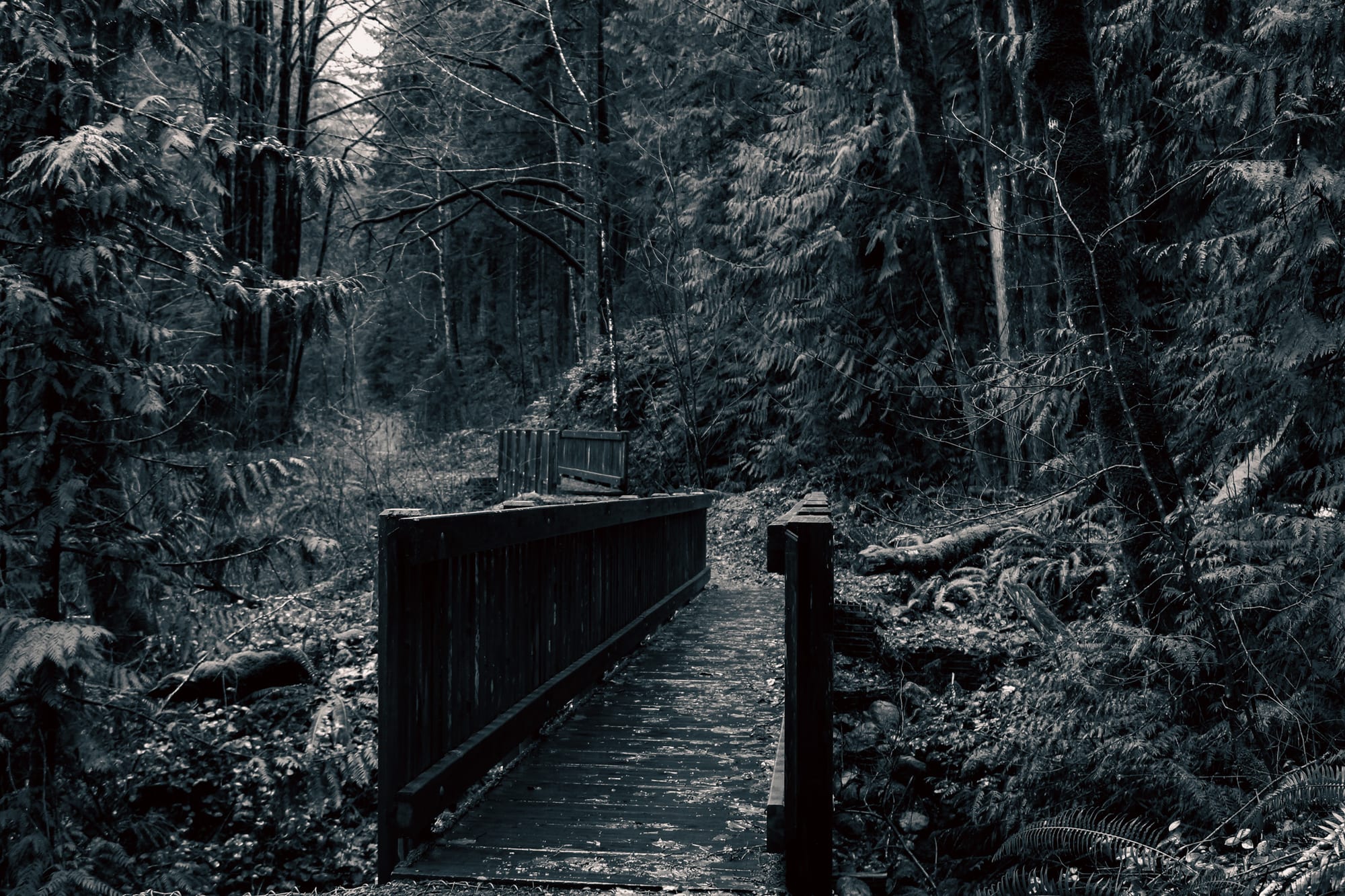 Dark moody forest bridge in black and white