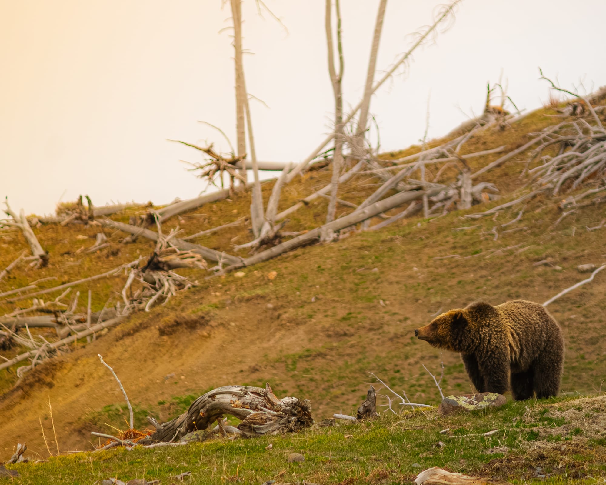 Grizzly bear on a hillside