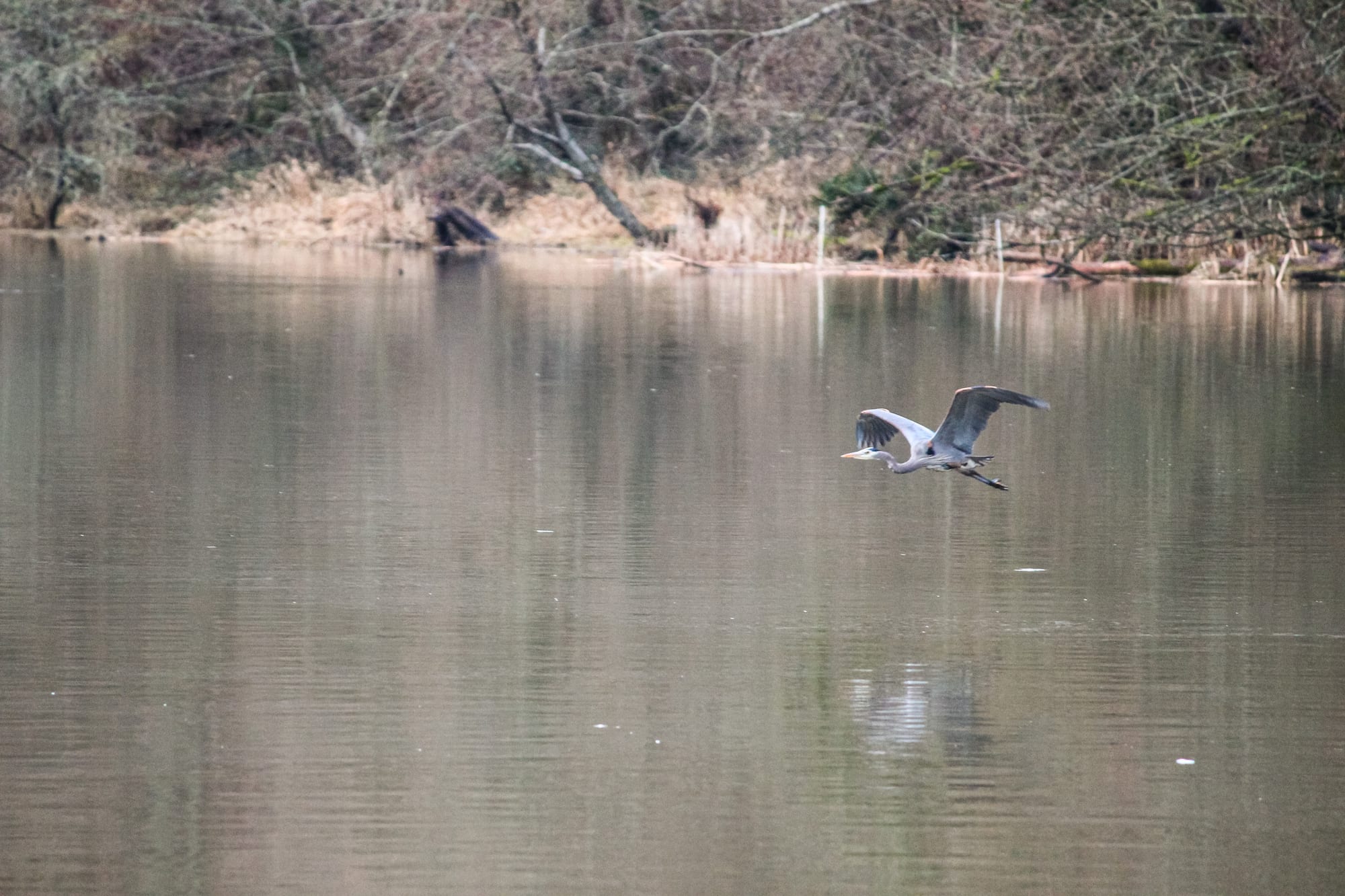 Great blue heron in flight over lake