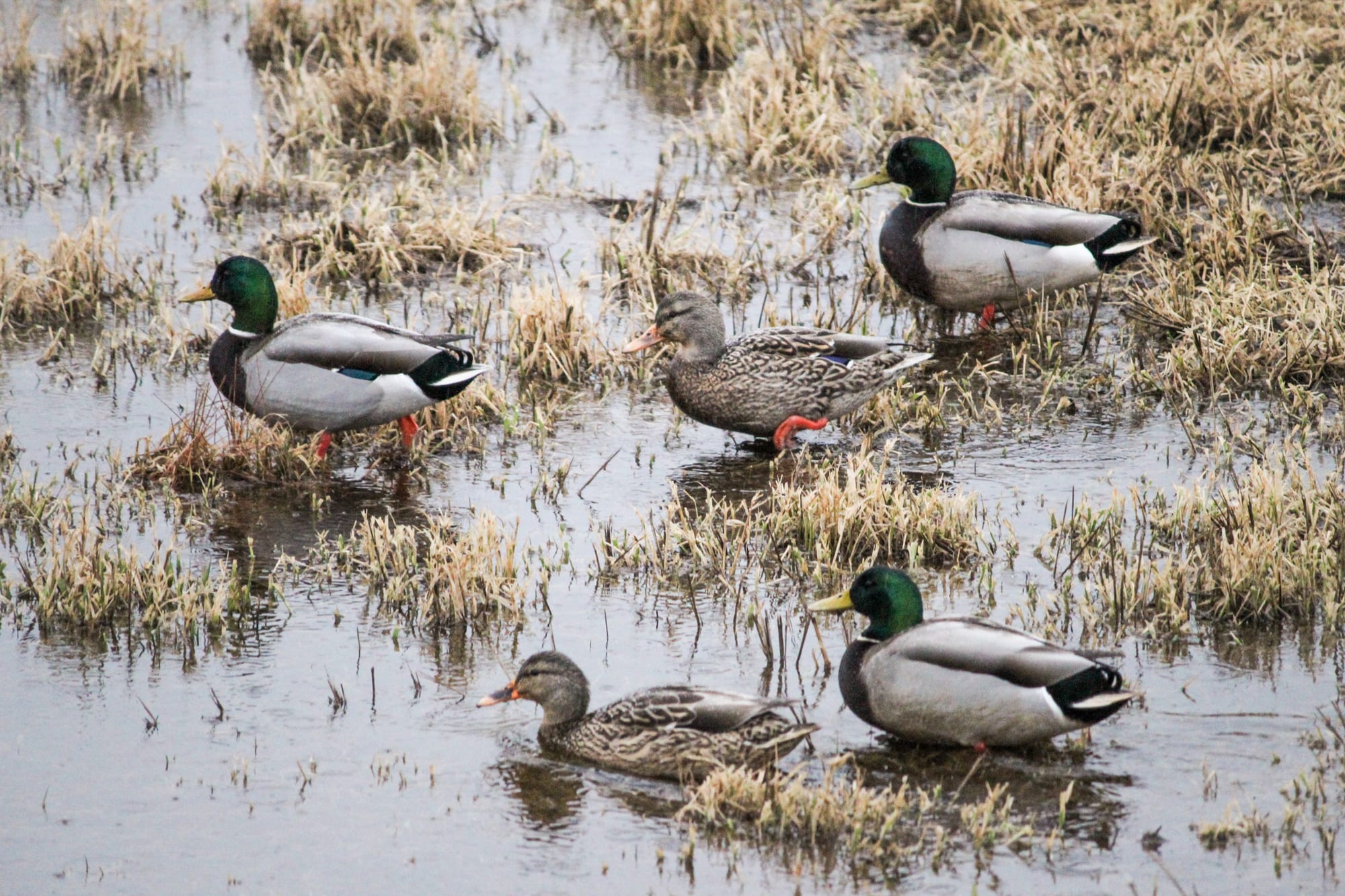 Mallard ducks in a marsh